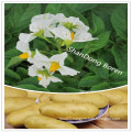 Chinese Fresh Potato with Competitive Price